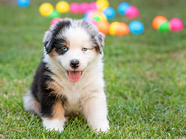 Chiot du Berger Australien