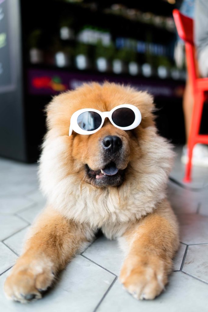 Chow chow dog sitting with glasses