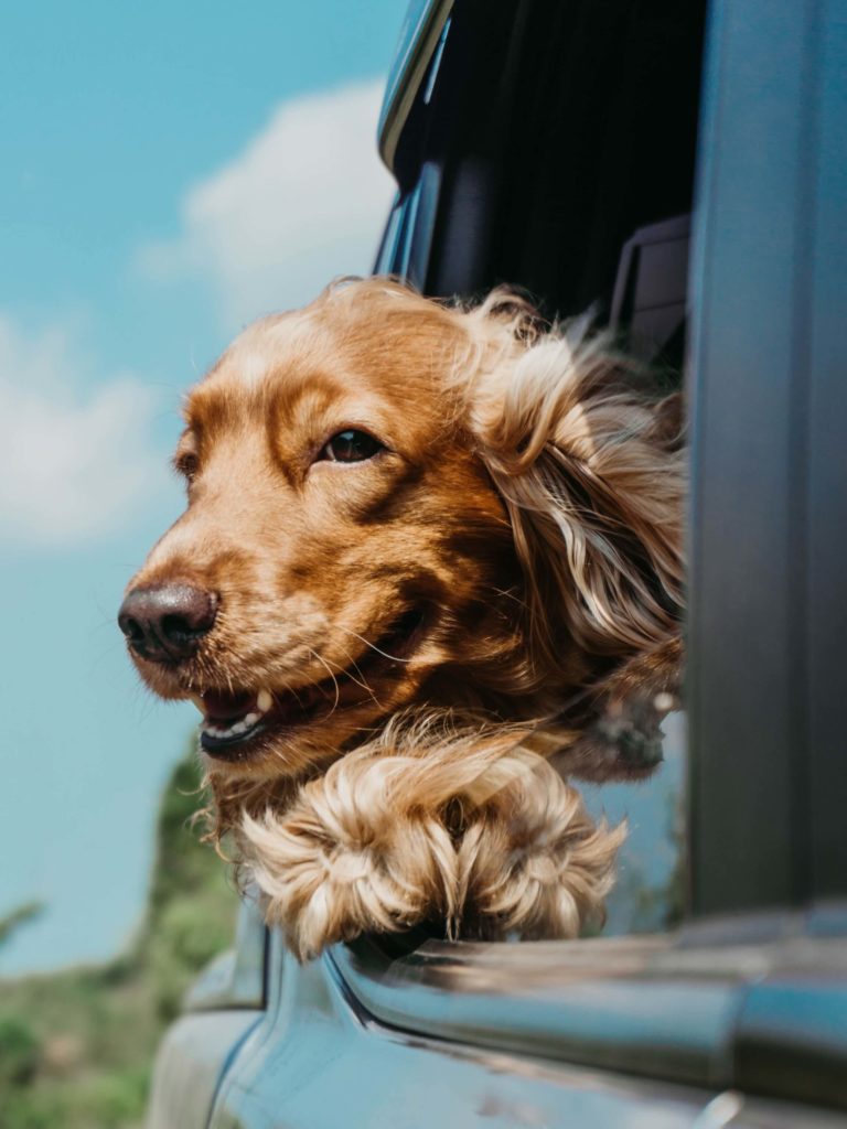 Golden retriever dog looking outside car window
