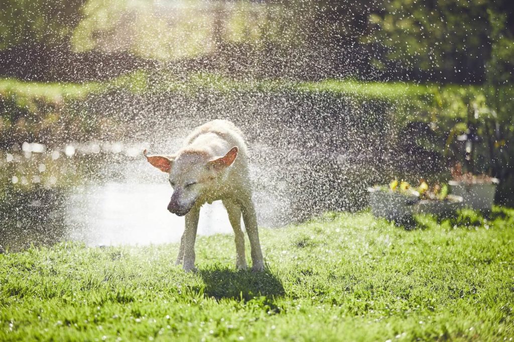 Dog shaking off water