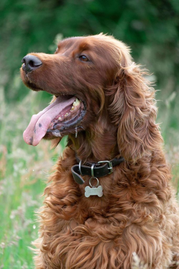 Golden retriever panting in field