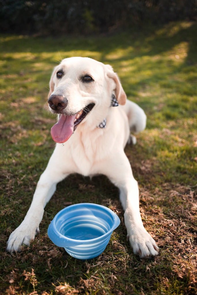 Labrador retriever panting with bowl of water