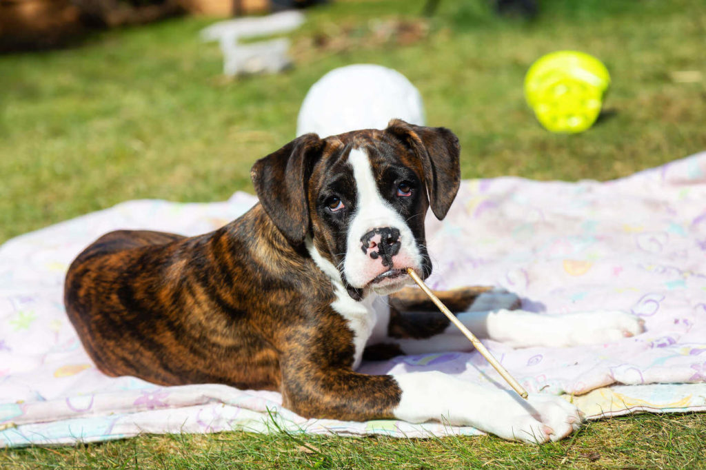 Un chien boxer jouant dans l'herbe