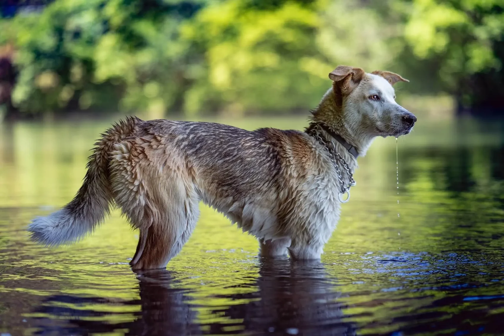 Un chien dans le lac