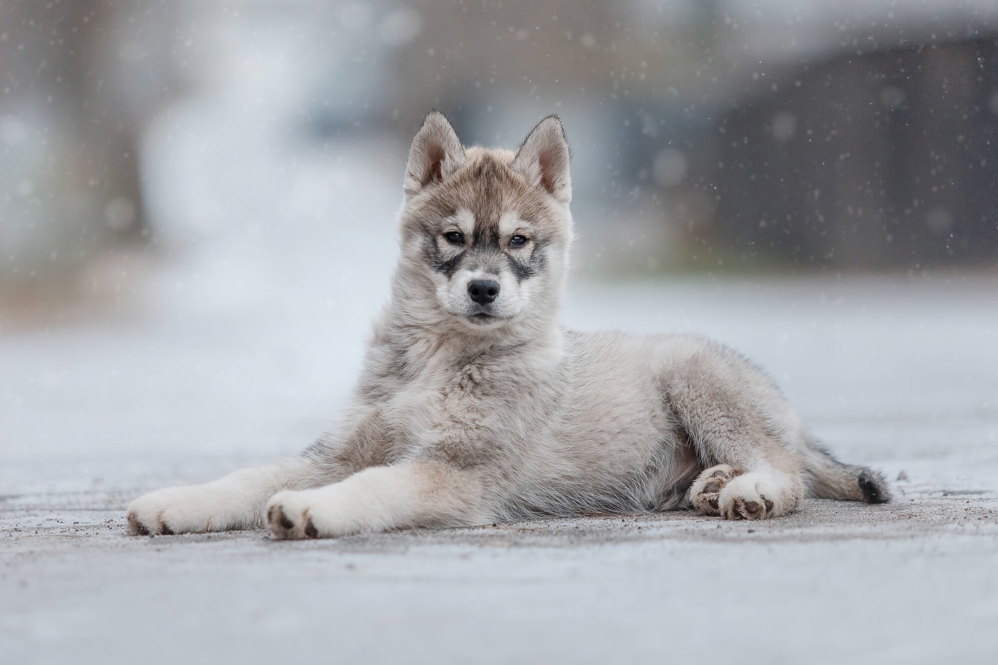 Chiot du husky siberien en hiver