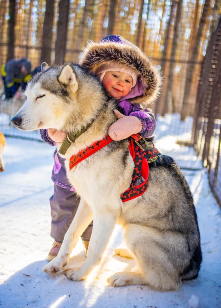 Une enfant jouant avec un chien husky