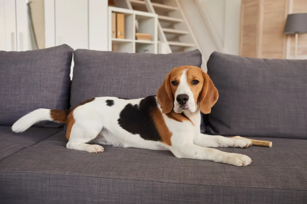 un chien beagle allongé sur un canapé bleu