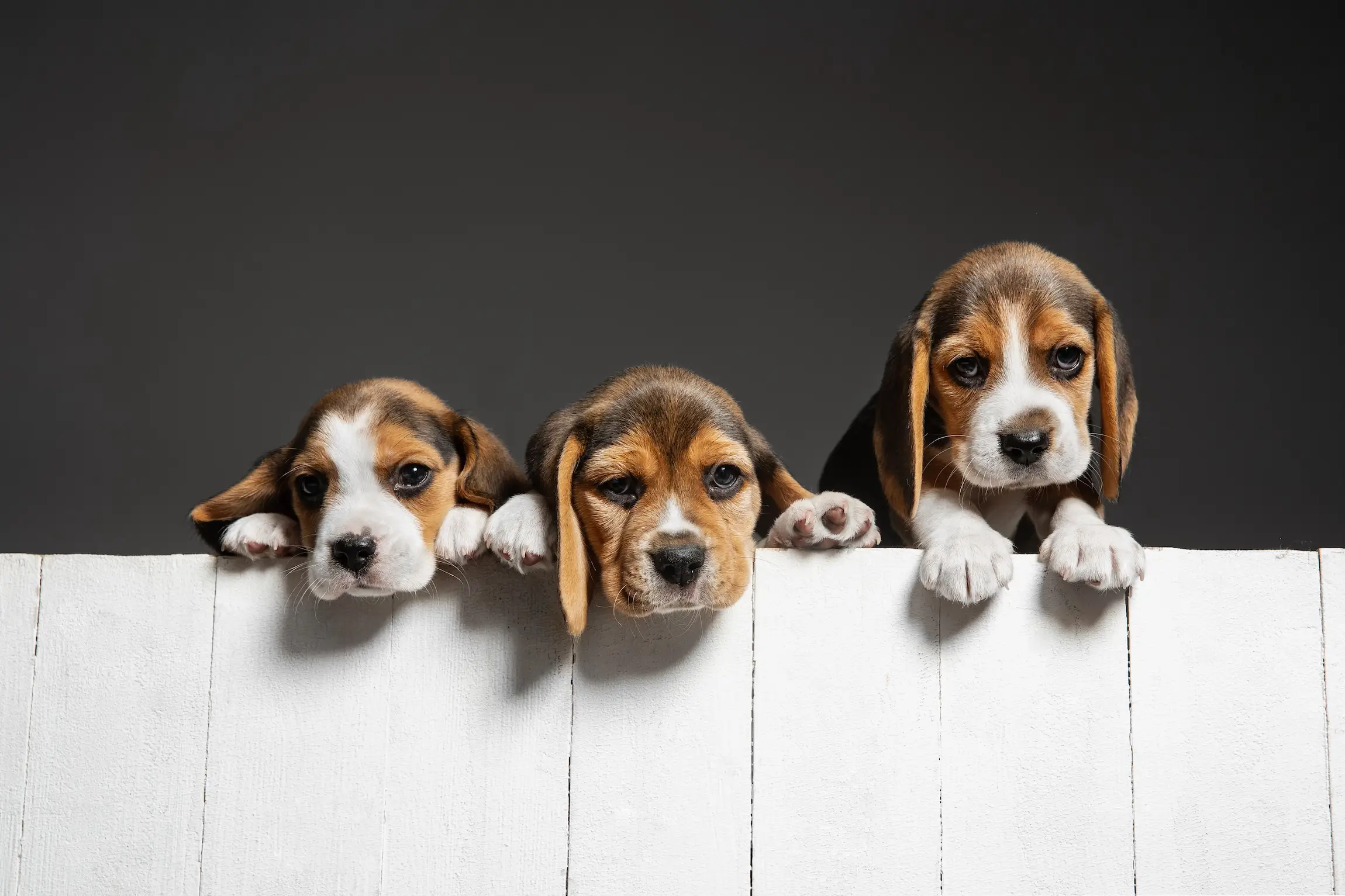 Trois petits chiots beagle tricolores