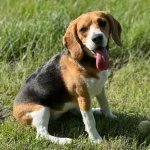 Molly, beagle chien, client de Gadec