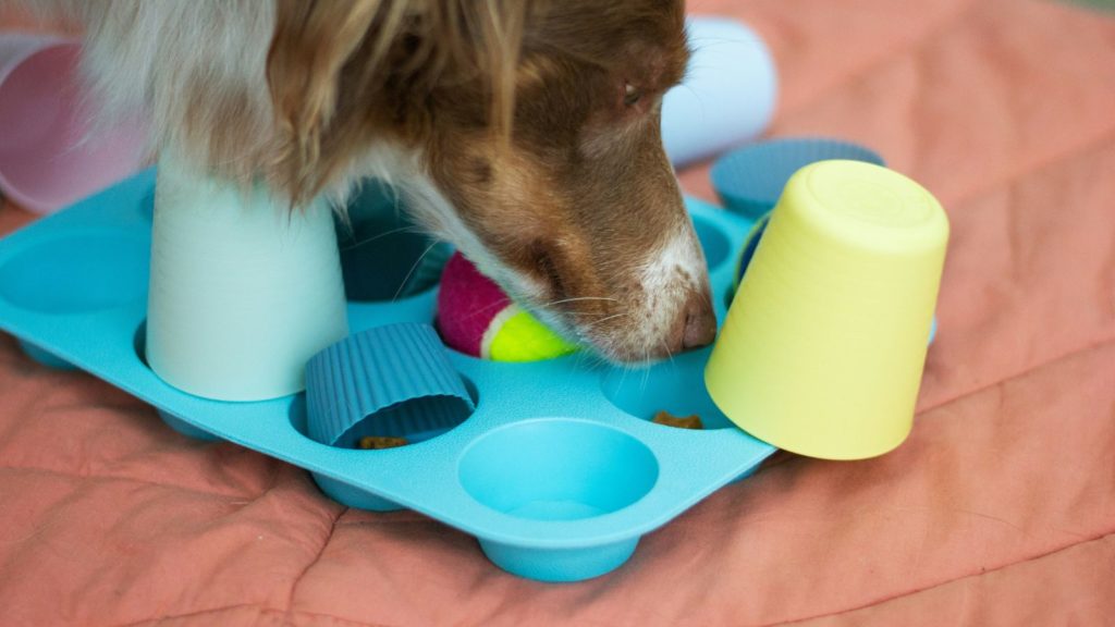 Chien detection olfactive