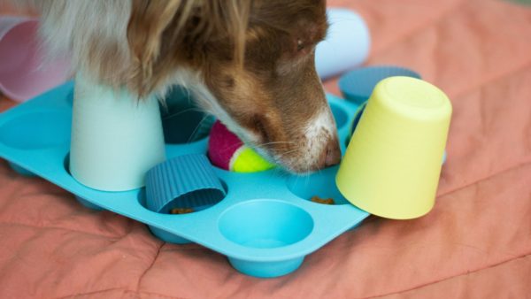 Chien detection olfactive