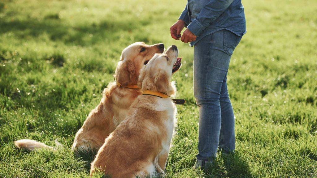 detection canine